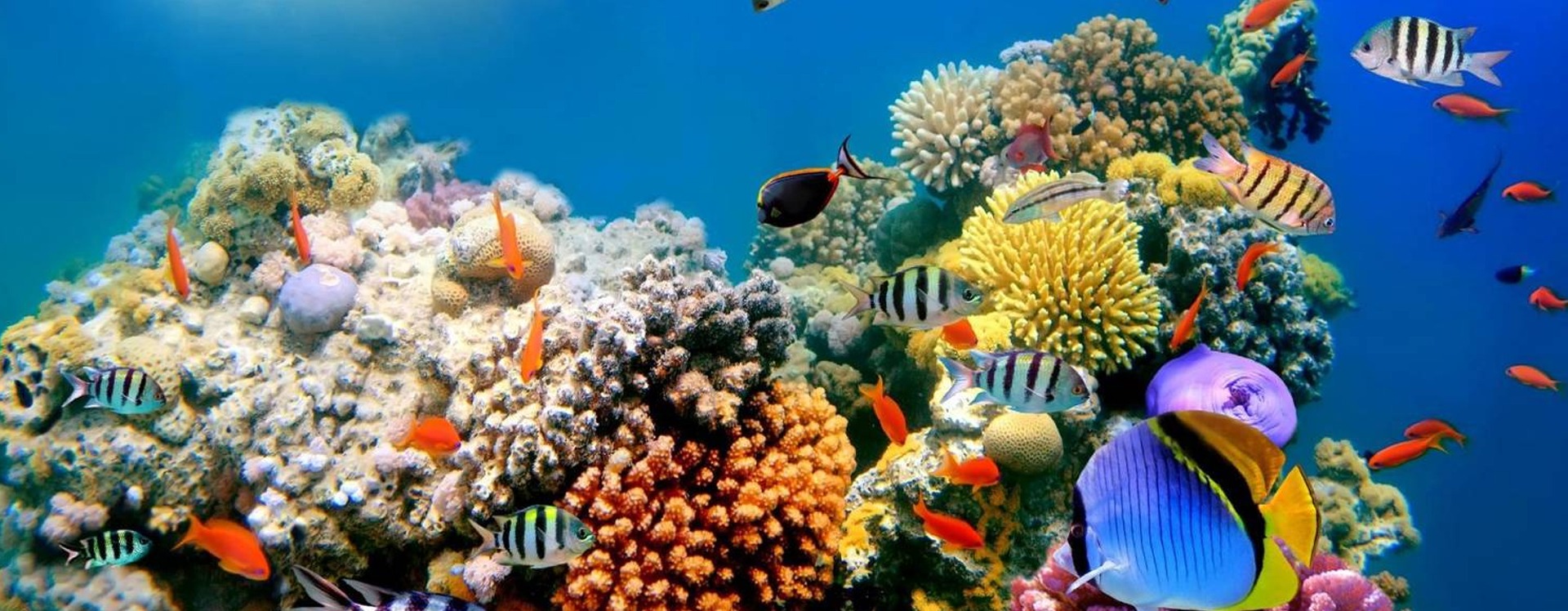 Red Sea coast in Egypt