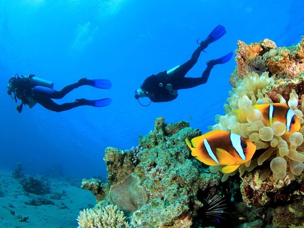 Diving — photo 6