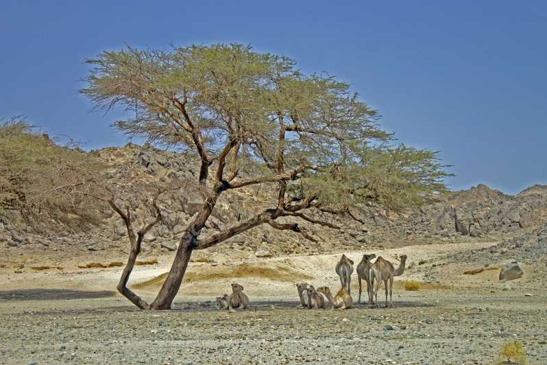 Jeep Safari Adventure — photo 5