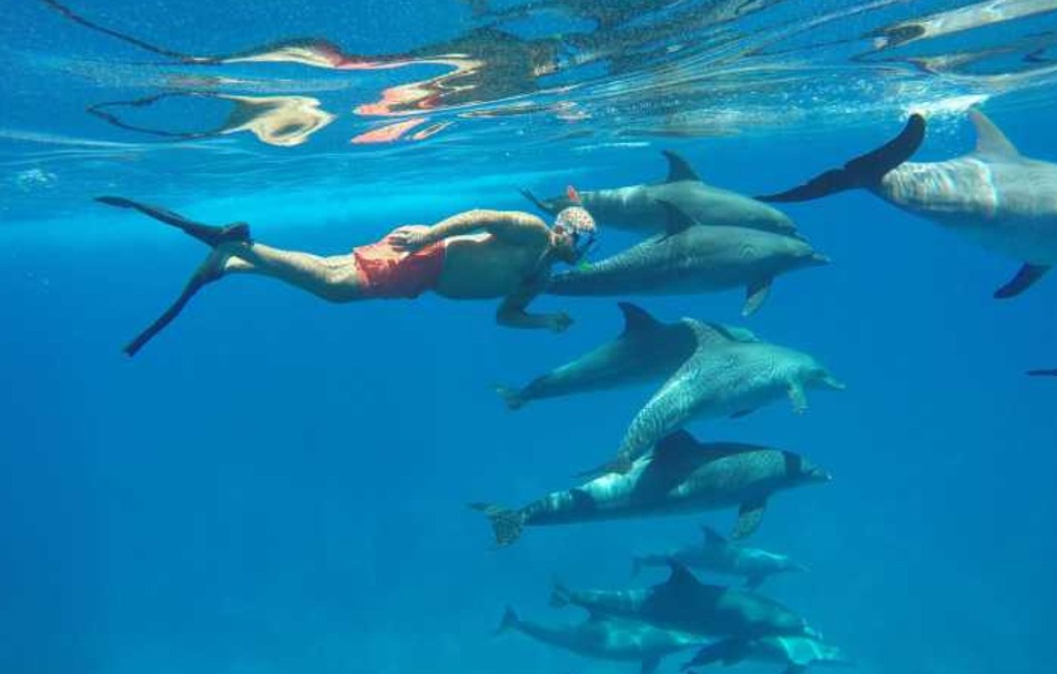 Dolphins Tour
