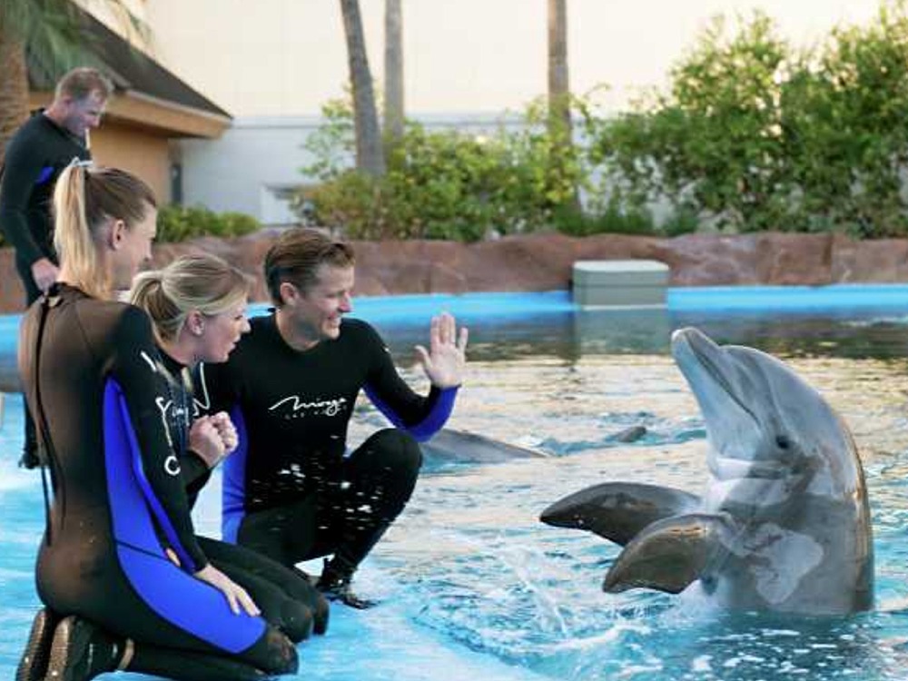Dolphins Show — photo 6