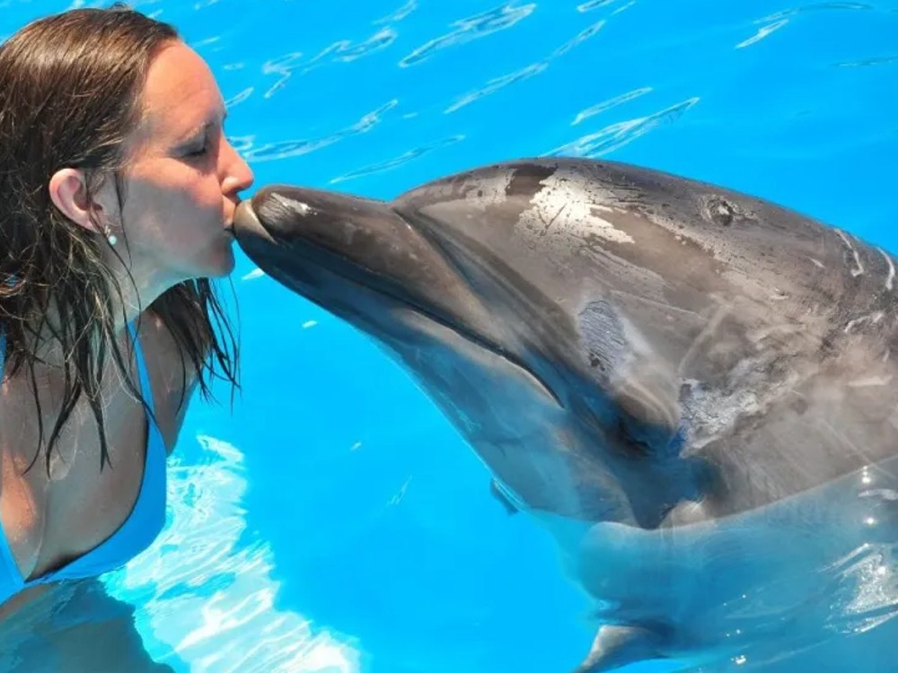 Dolphins Show — photo 3