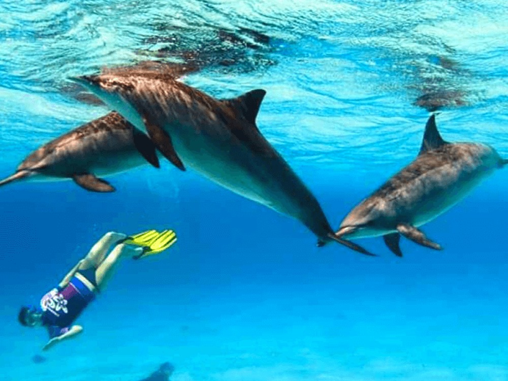 Dolphins Tour — photo 3