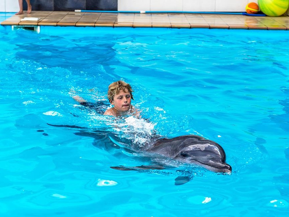 Dolphins Show — photo 4