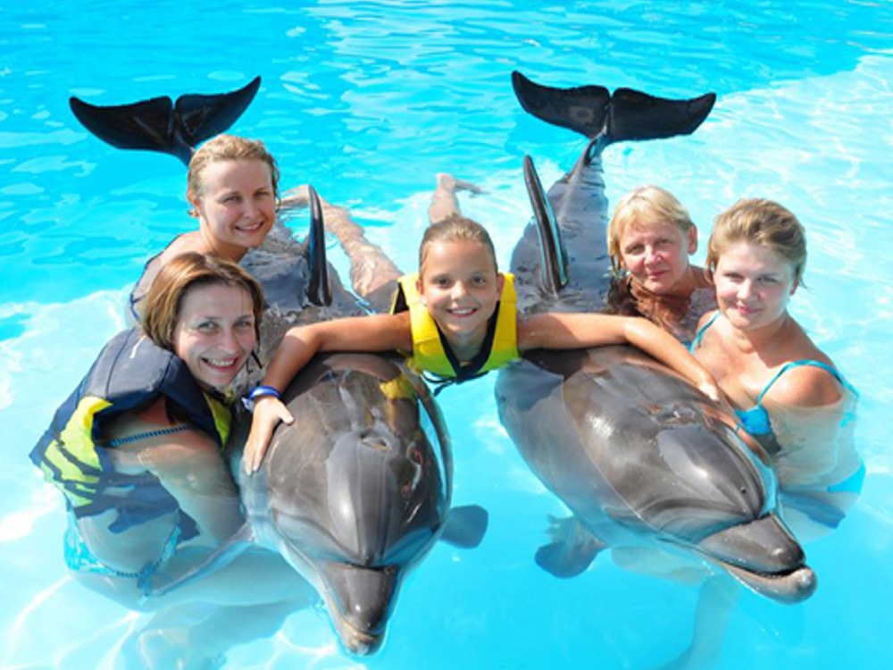 Dolphins Show — photo 5