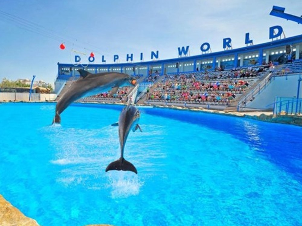 Dolphins Show — photo 1