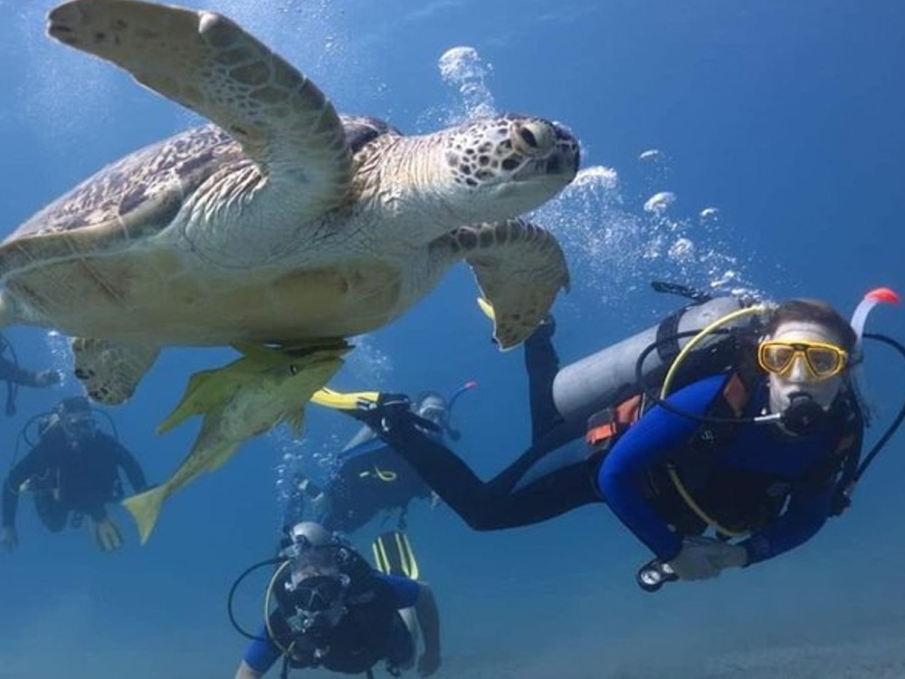 Diving — photo 5