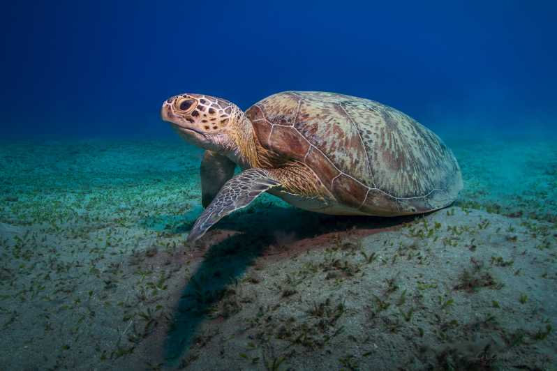 Turtles Excursion — photo 3