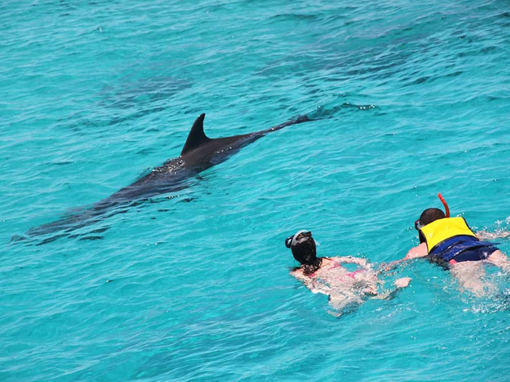 Dolphins Tour — photo 4